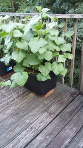 This was the cucumbers one day this week. These guys have grown right before our eyes!