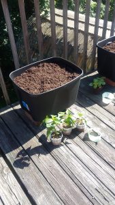 We started out planting. This is the peppers.