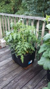 And what about these? We may be fancy gardeners, yet.